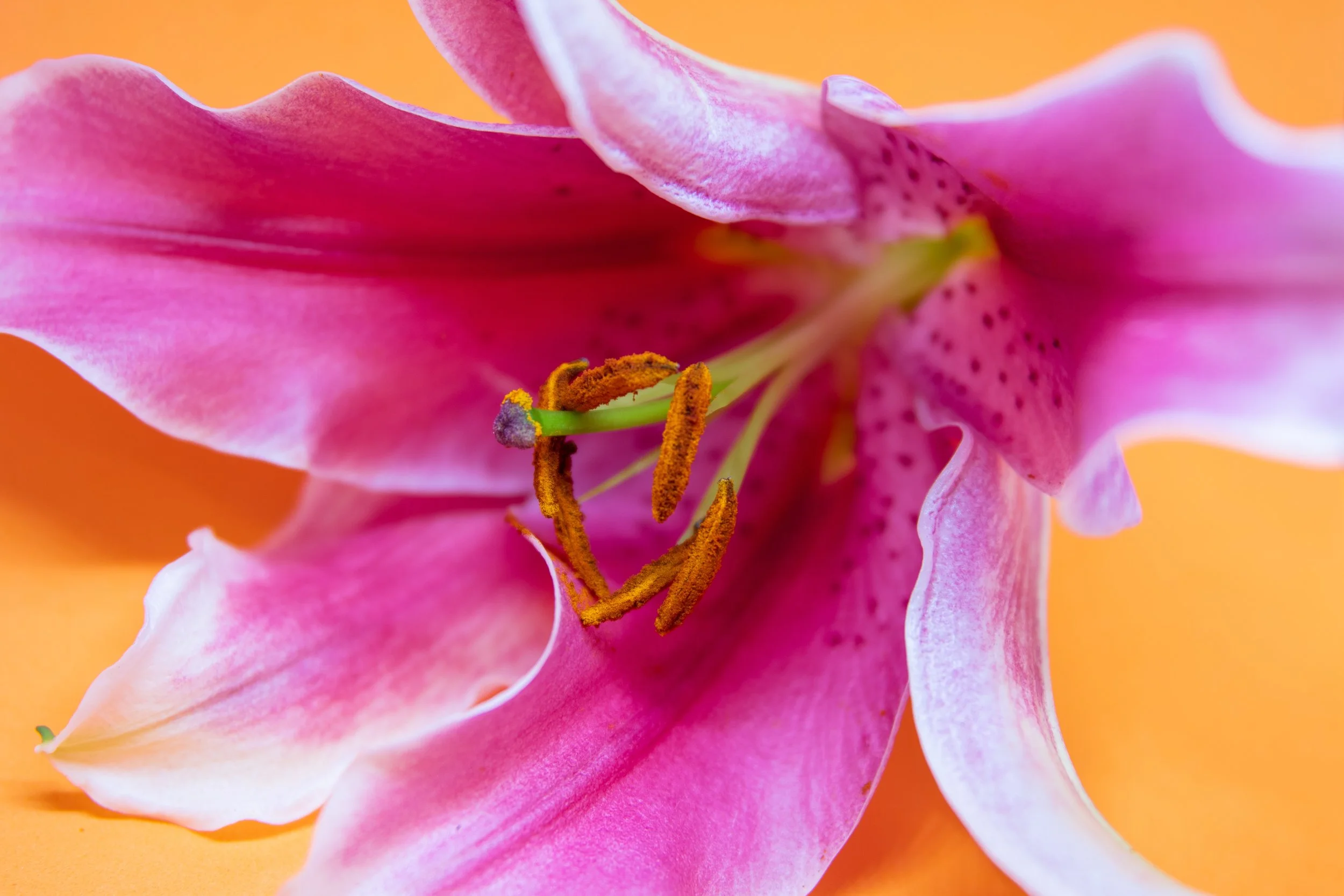 lily-header.jpg