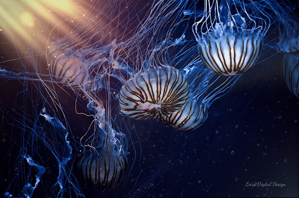 Jellyfish.gif
