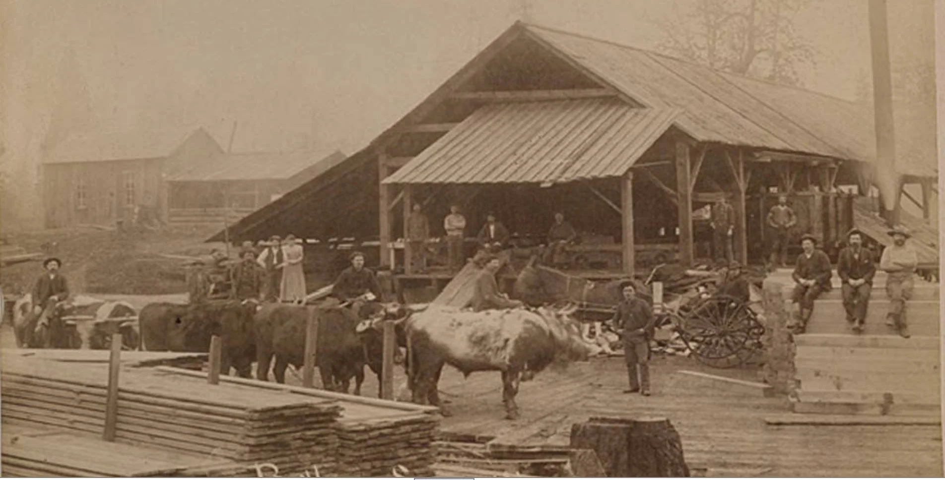 ISACC BUTLER HAD ONE OF THE FIRST SAW MILLS IN WASHINGTON COUNTY AND IN THE TUALATIN VALLEY WHICH WAS POWERED BY OXEN TO TURN THE SAW BLADES. THE LOCATION WAS REPORTED TO HAVE BEEN ALONG ROCK CREEK AT THE SW CORNER OF WHAT BECOME THE CITY OF ORENCO. PICTURE COURTESY OF THE WASHINGTON COUNTY MUSEUM.