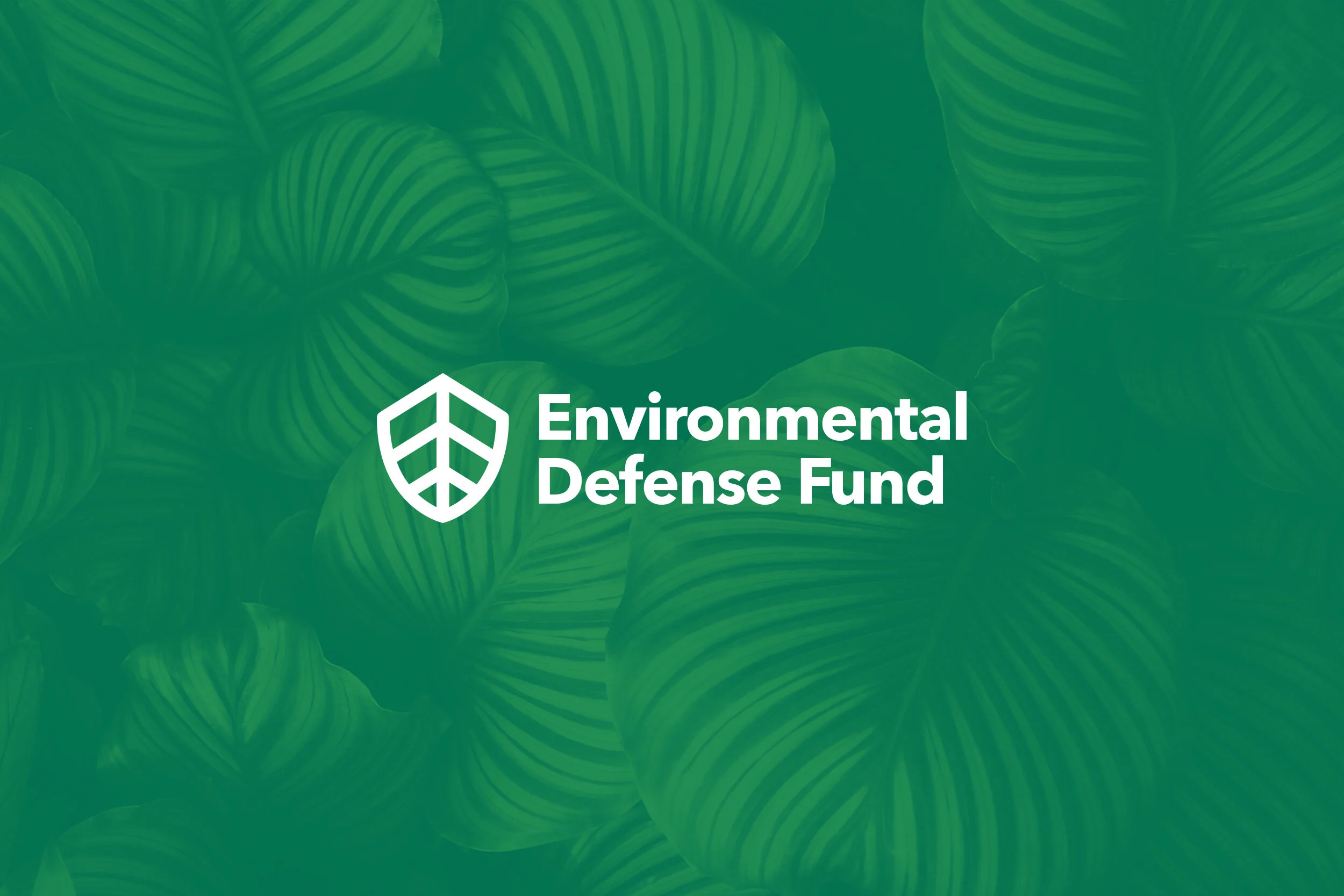 EDF BrandingWebsiteImage.jpg