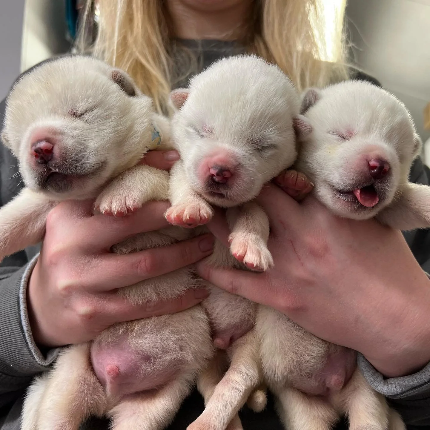 Hand rearing puppies and kittens, a Unknown old unknown Unknown available for adoption from Rescue Me in Location not specified