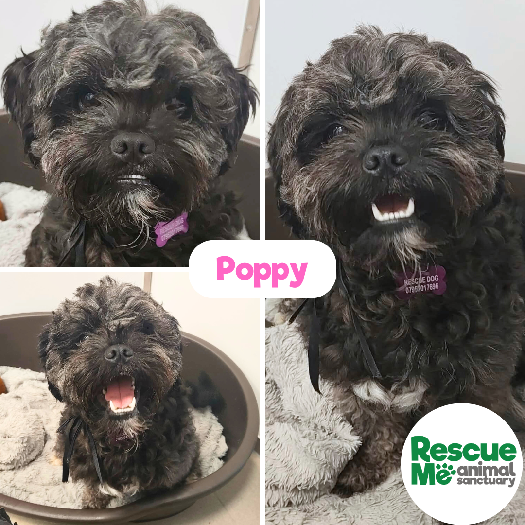 Poppy.png