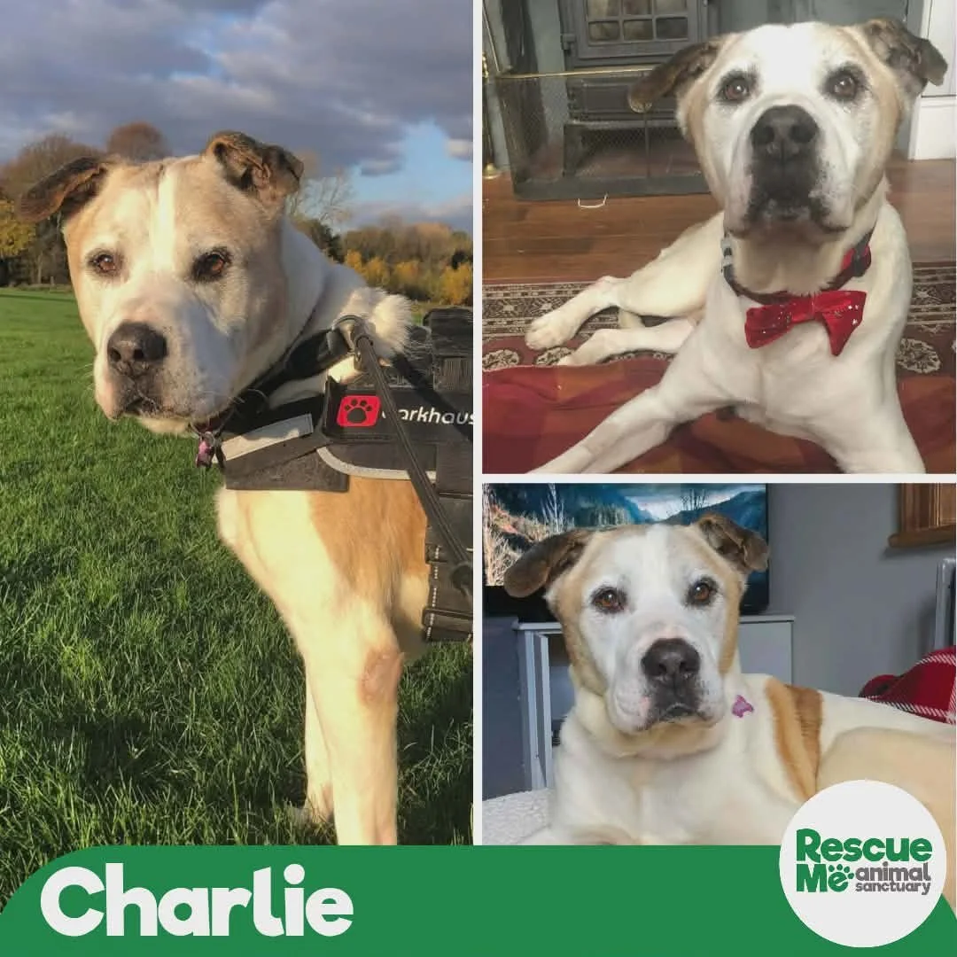 charlie.jpg