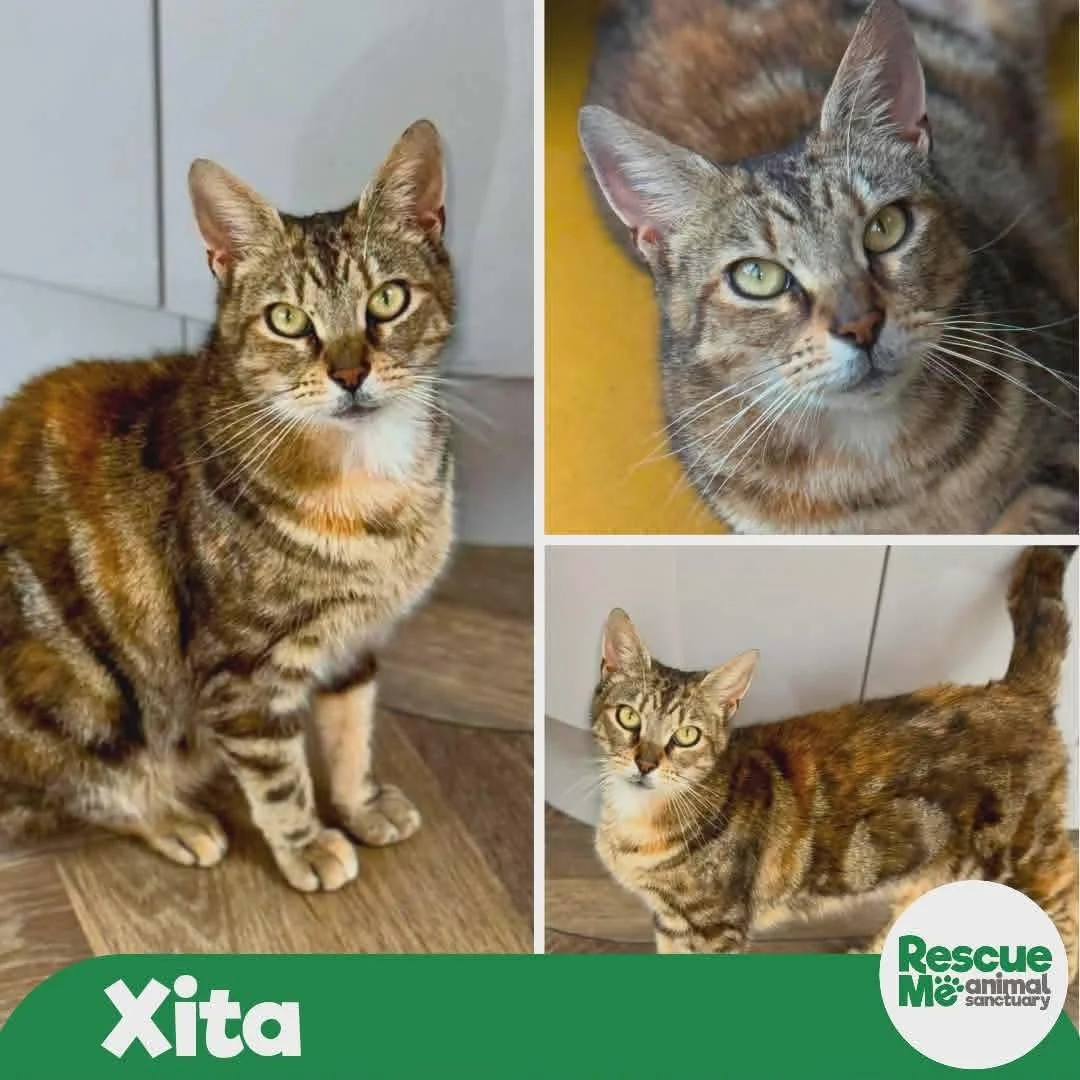 xita.jpg