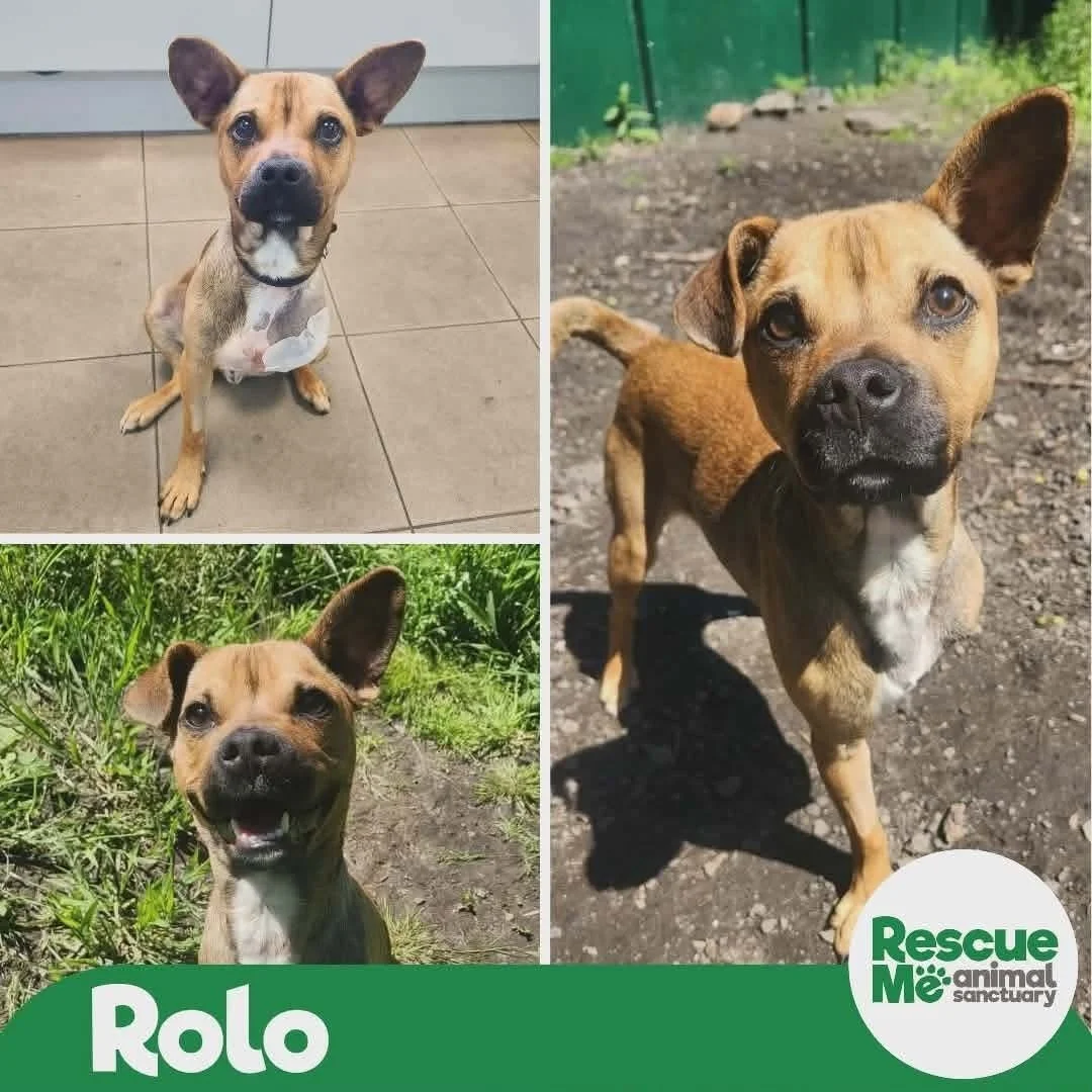 rolo.jpg