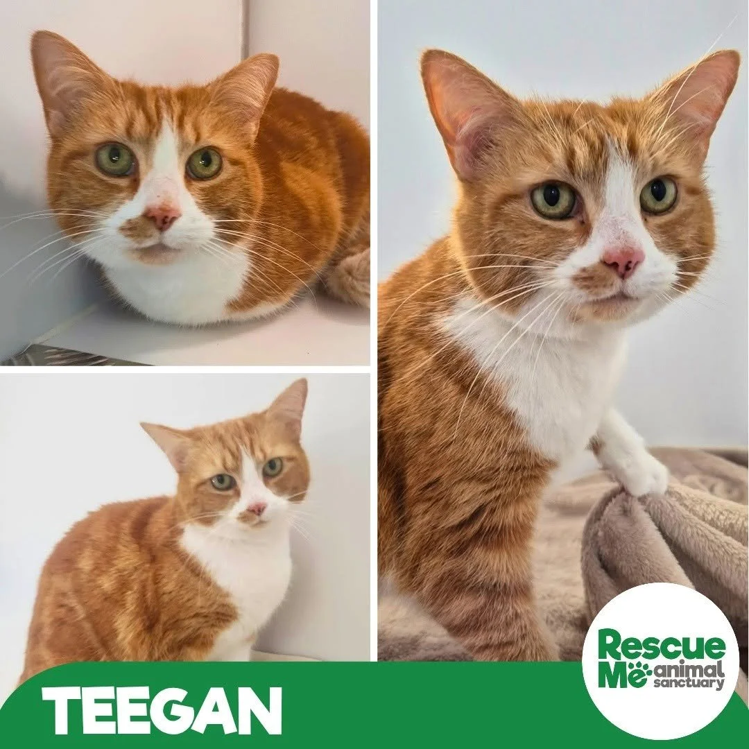 teeg.jpg