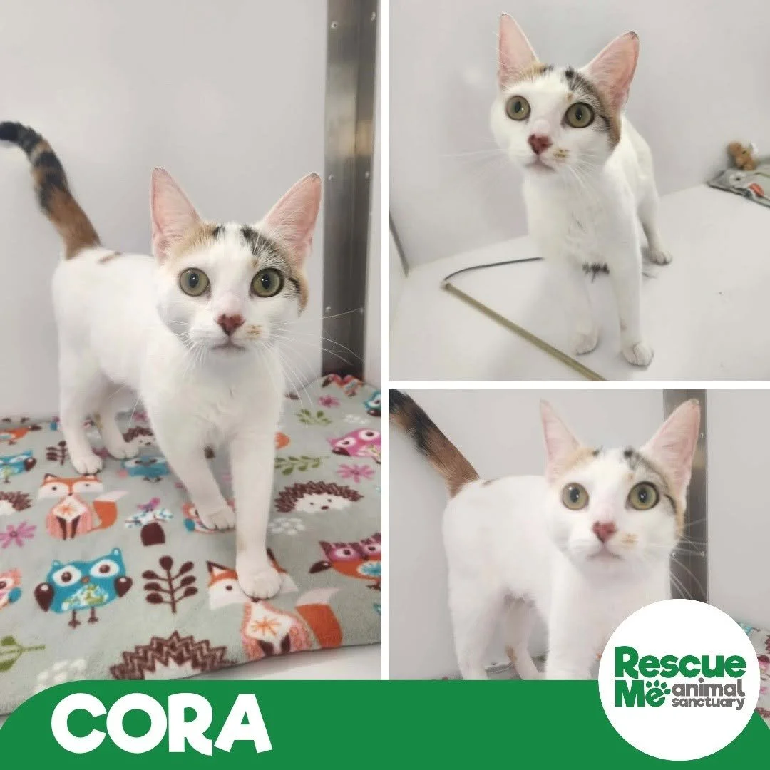 cora.jpg