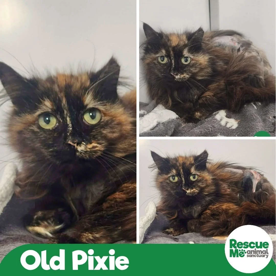 pixie.jpeg