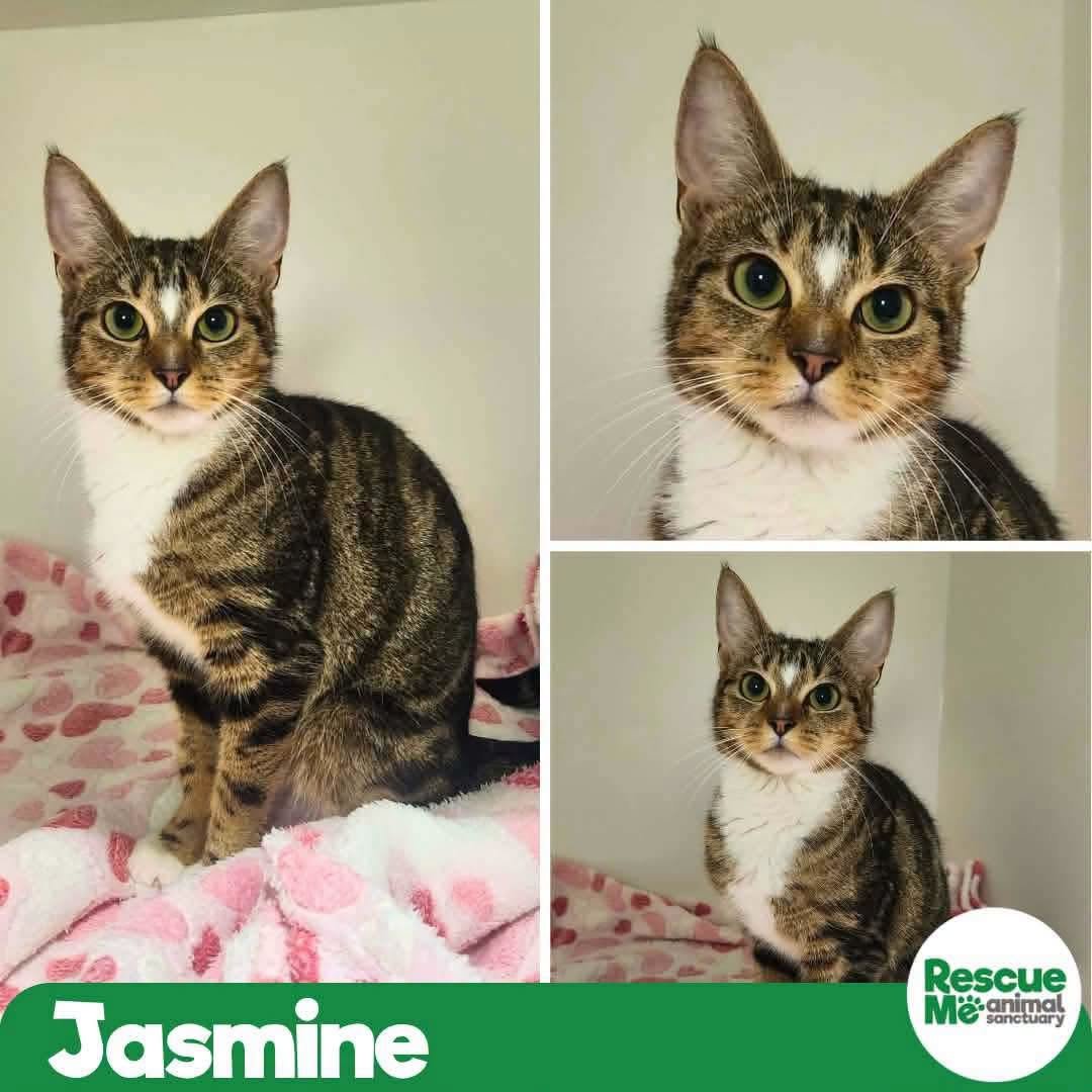 jasmine.jpeg
