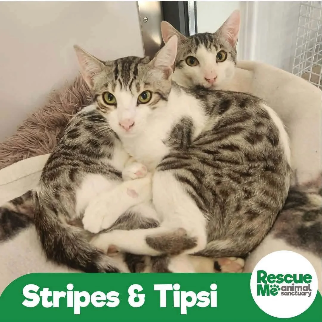 stripe.jpeg
