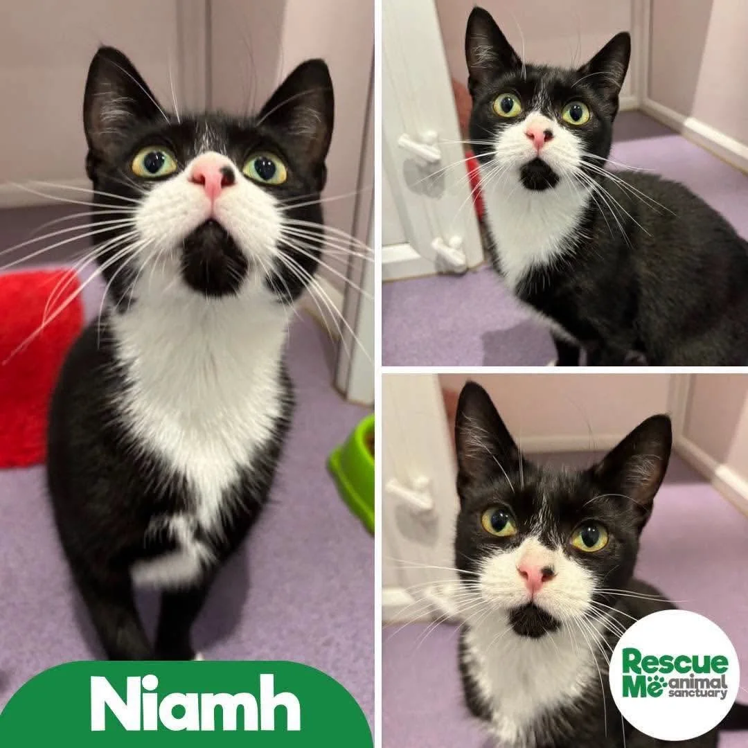niamh.jpeg