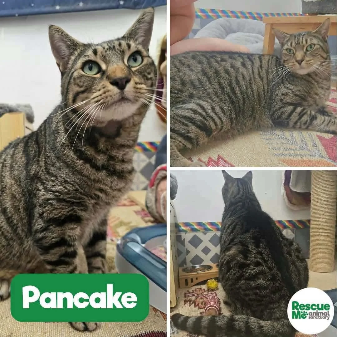 pancake.jpeg