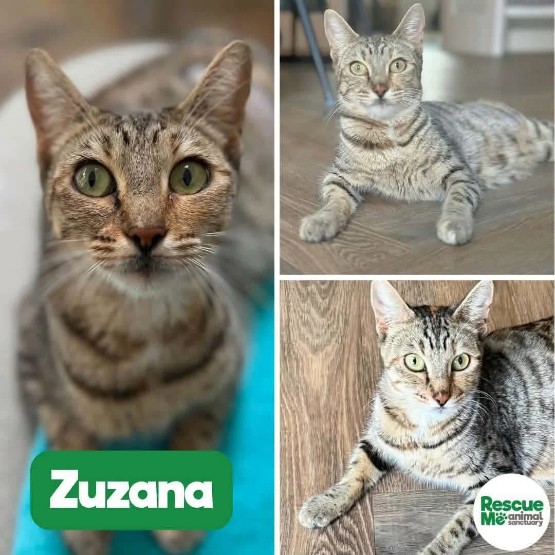zuzanne.jpeg