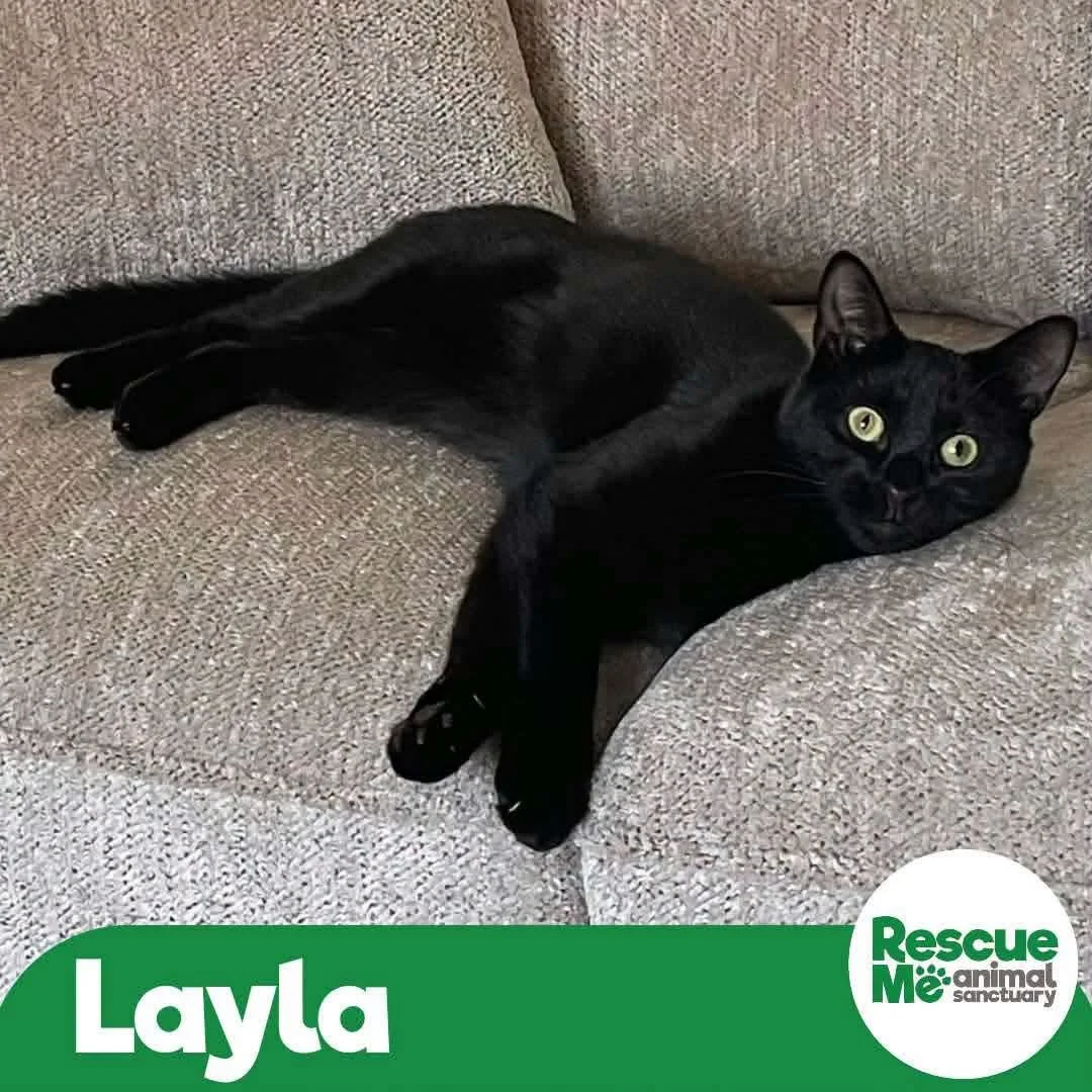layla.jpeg