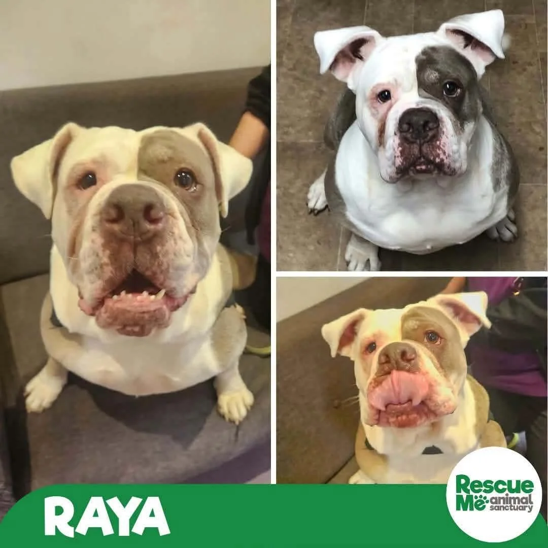 raya.jpeg