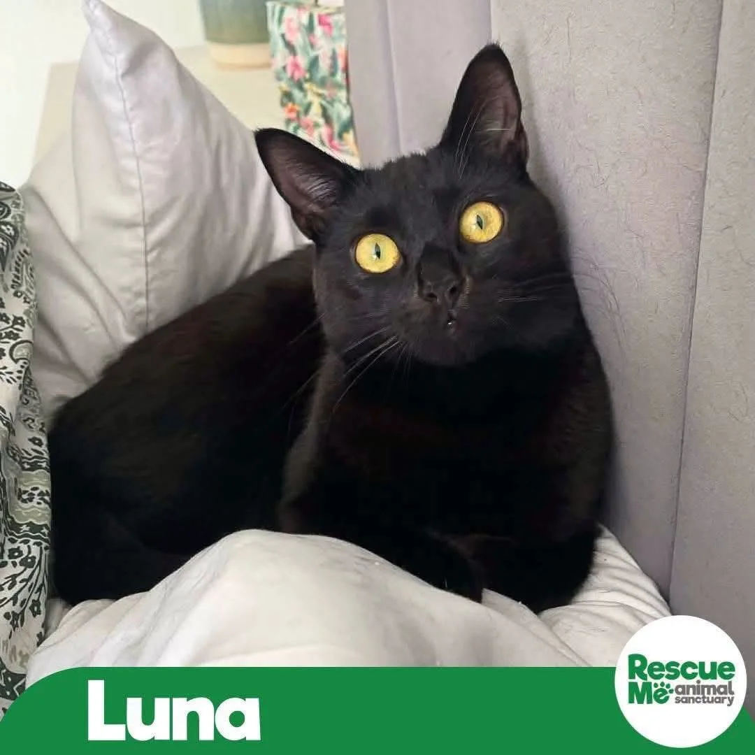 luna.jpeg