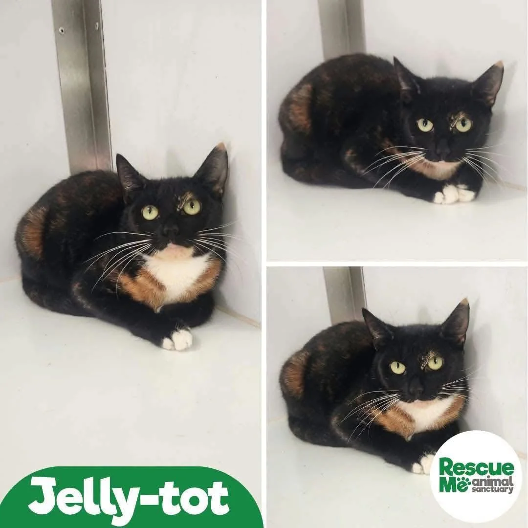 jellytot.jpeg