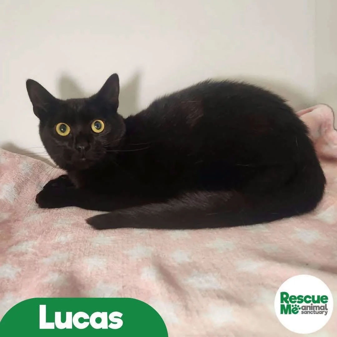 lucas.jpeg