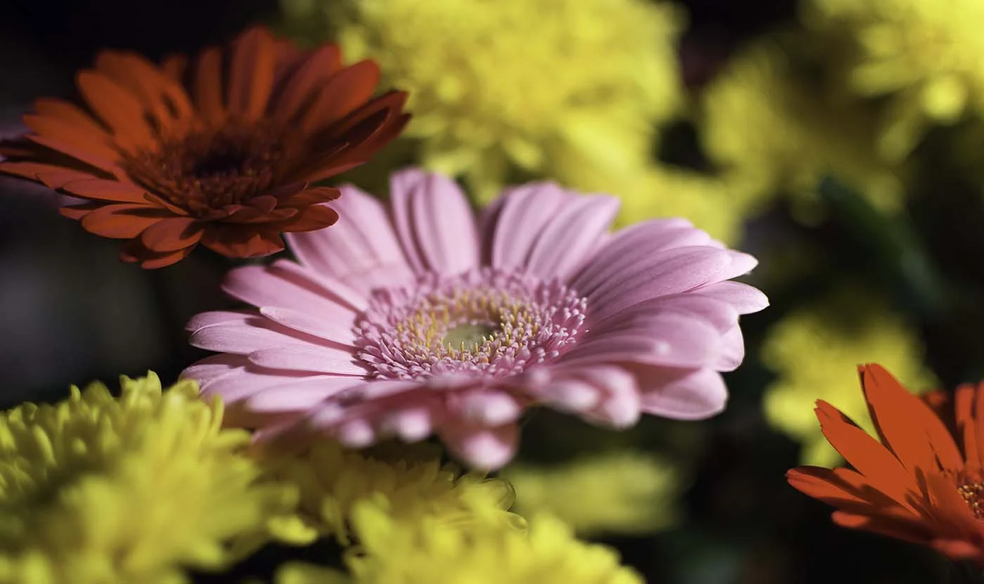 Gerbera With Chrysantemum