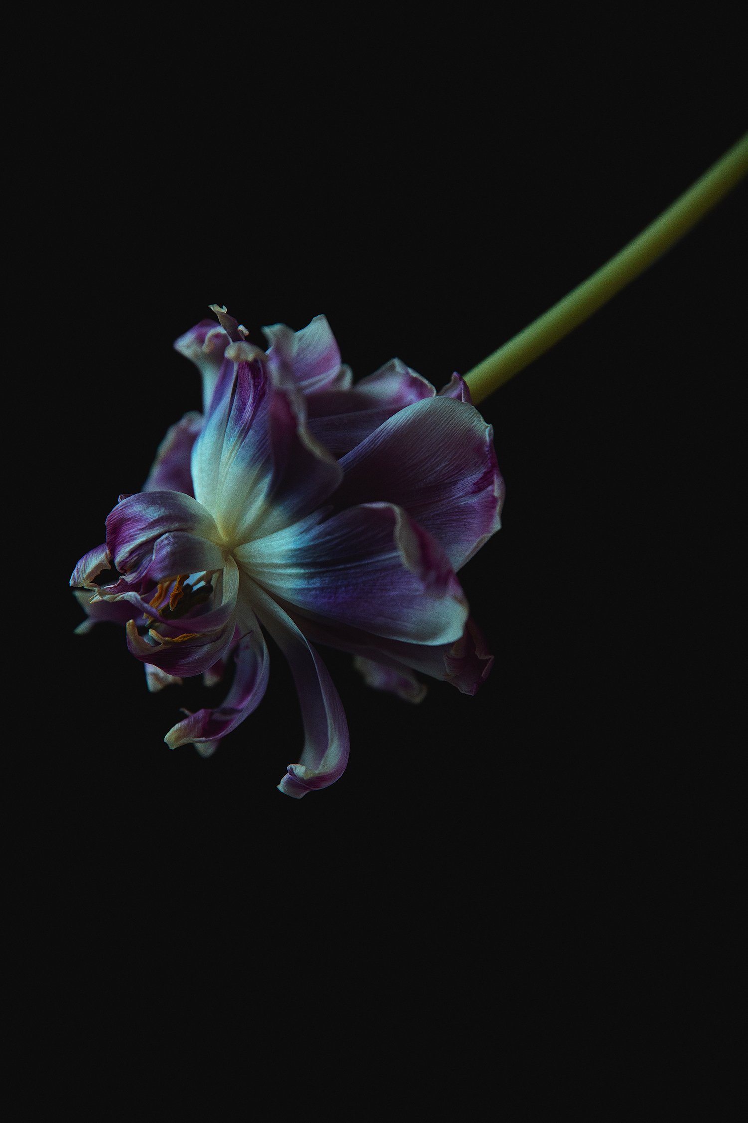 _I6A2069.jpg