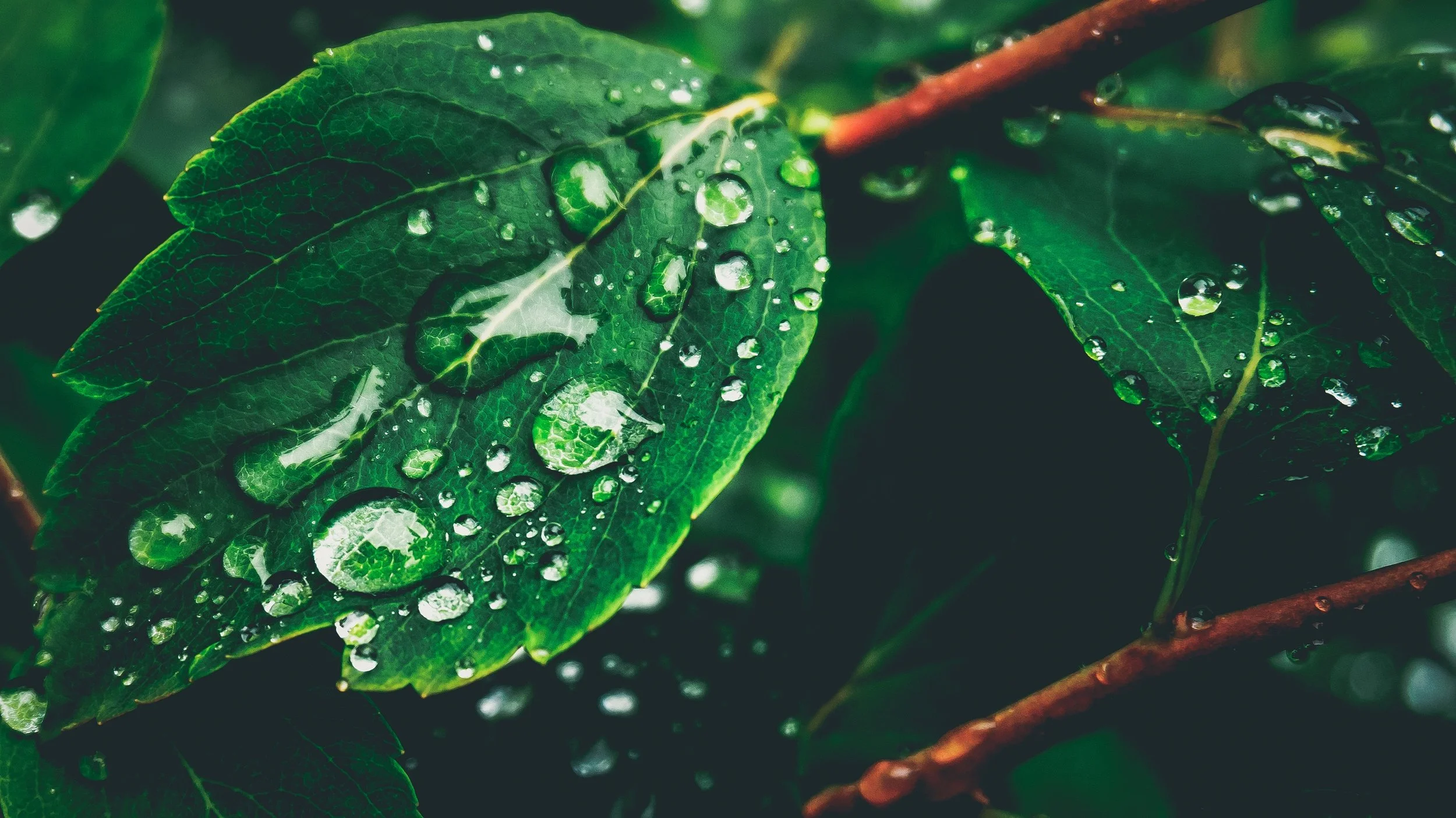 Website - Unsplash - Leaf.jpg