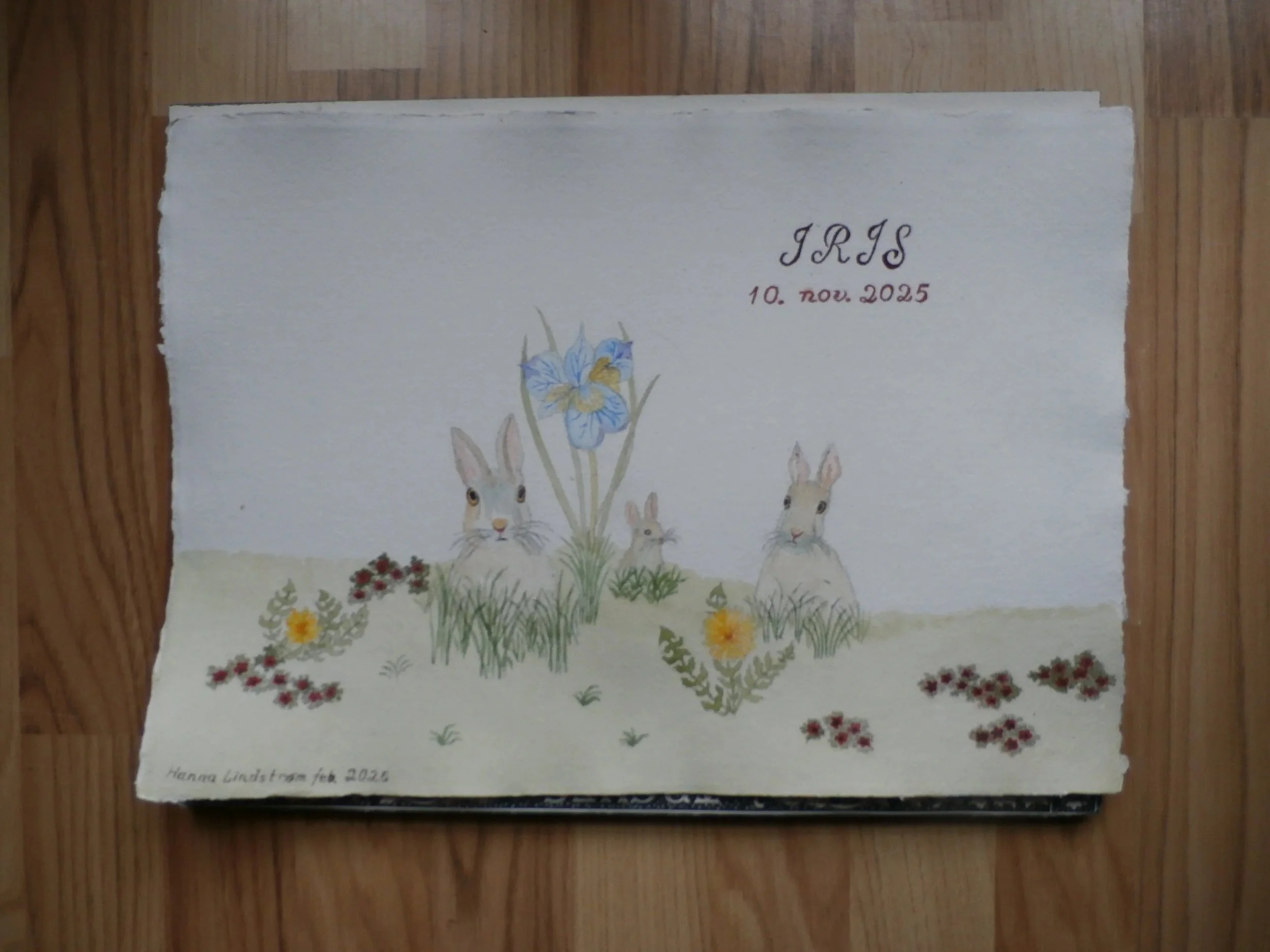 Hareengen, Iris dåbskort