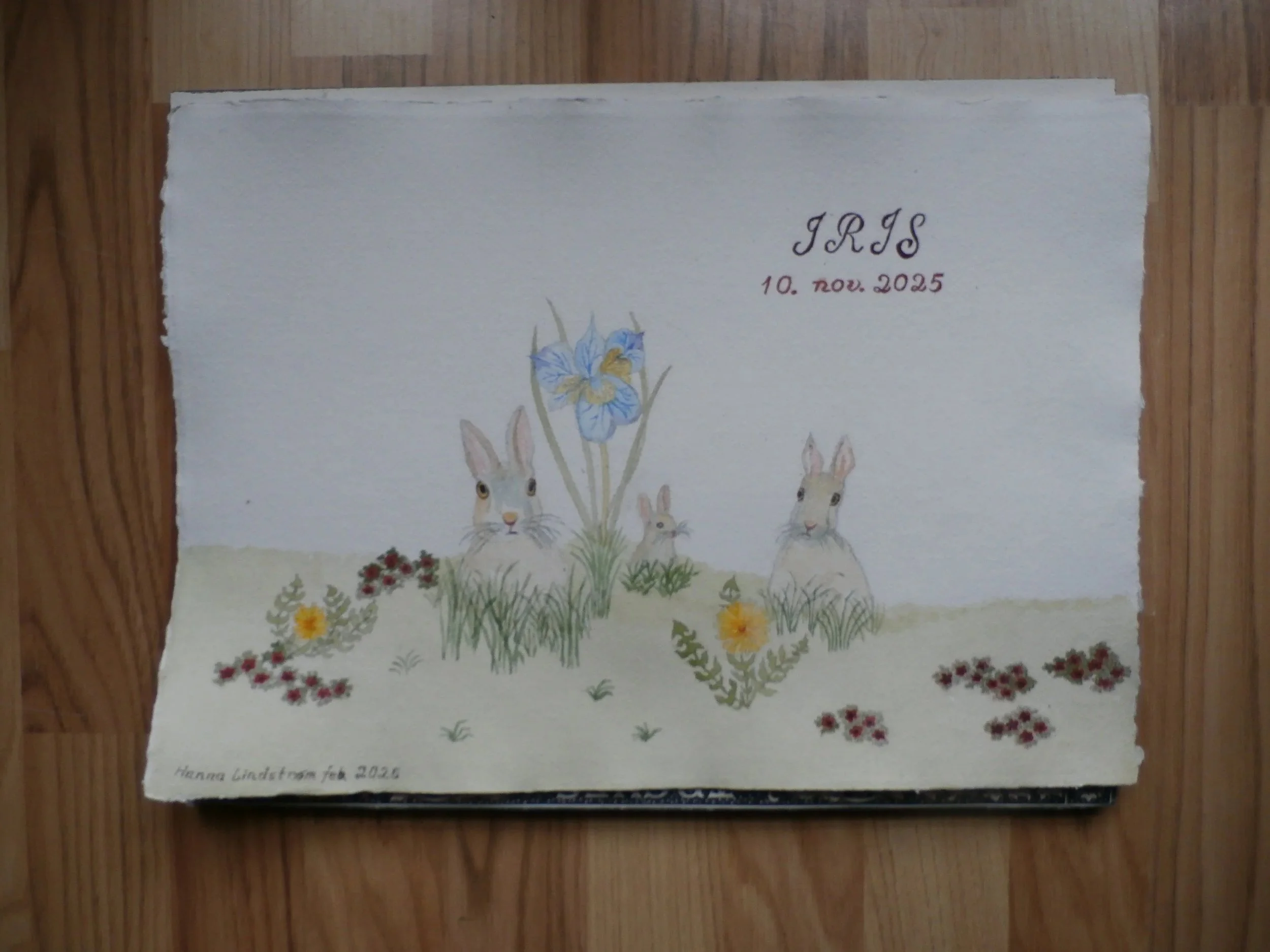 Hareengen, Iris dåbskort