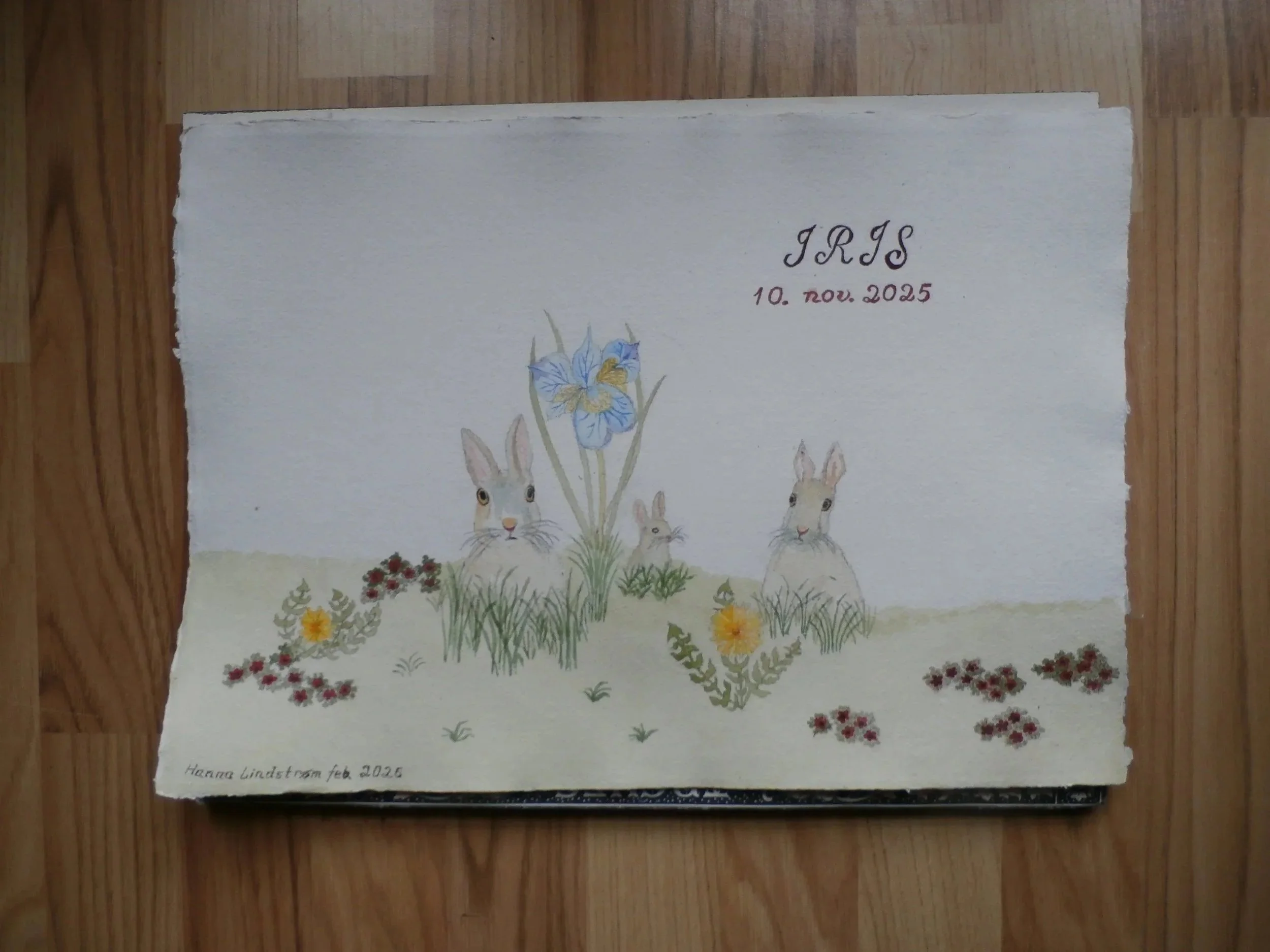 Hareengen, Iris dåbskort