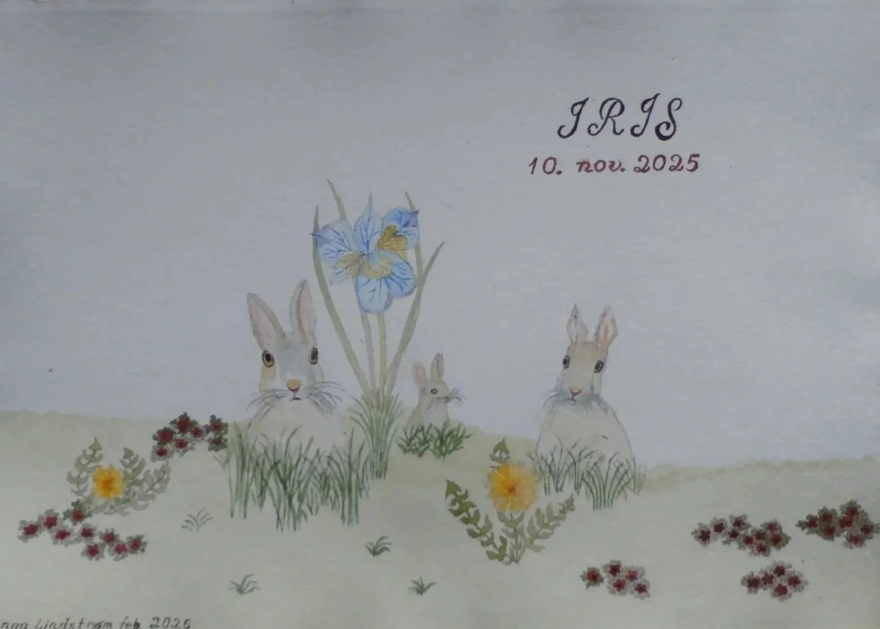 Hareengen, Iris dåbskort
