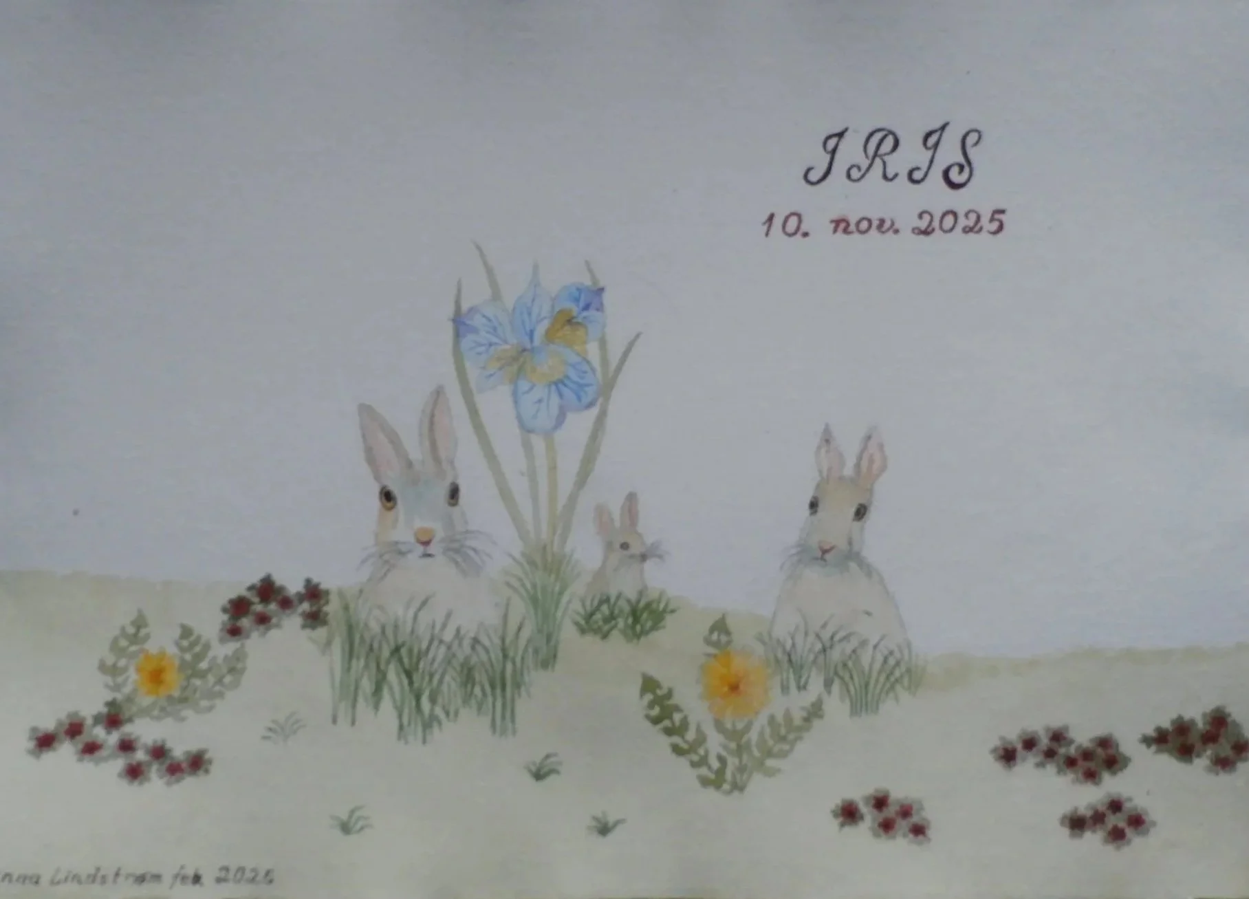Hareengen, Iris dåbskort