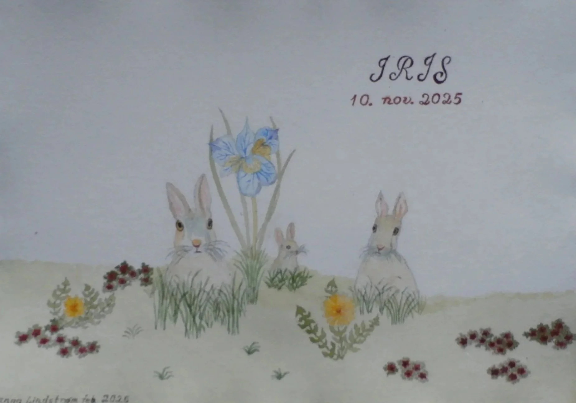 Hareengen, Iris dåbskort