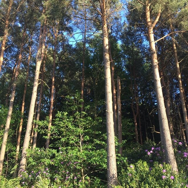 The magic hour or &lsquo;dimpsey time&rsquo; or just before sunset... my favourite time 💙💙💙