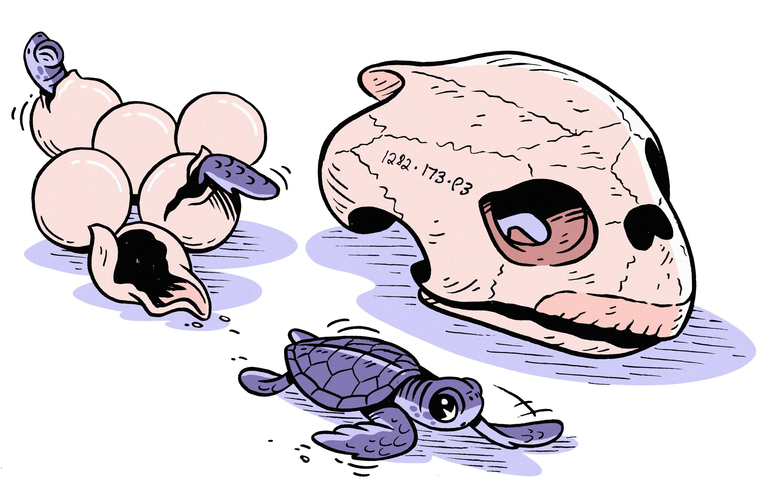 9. Turtle.jpg