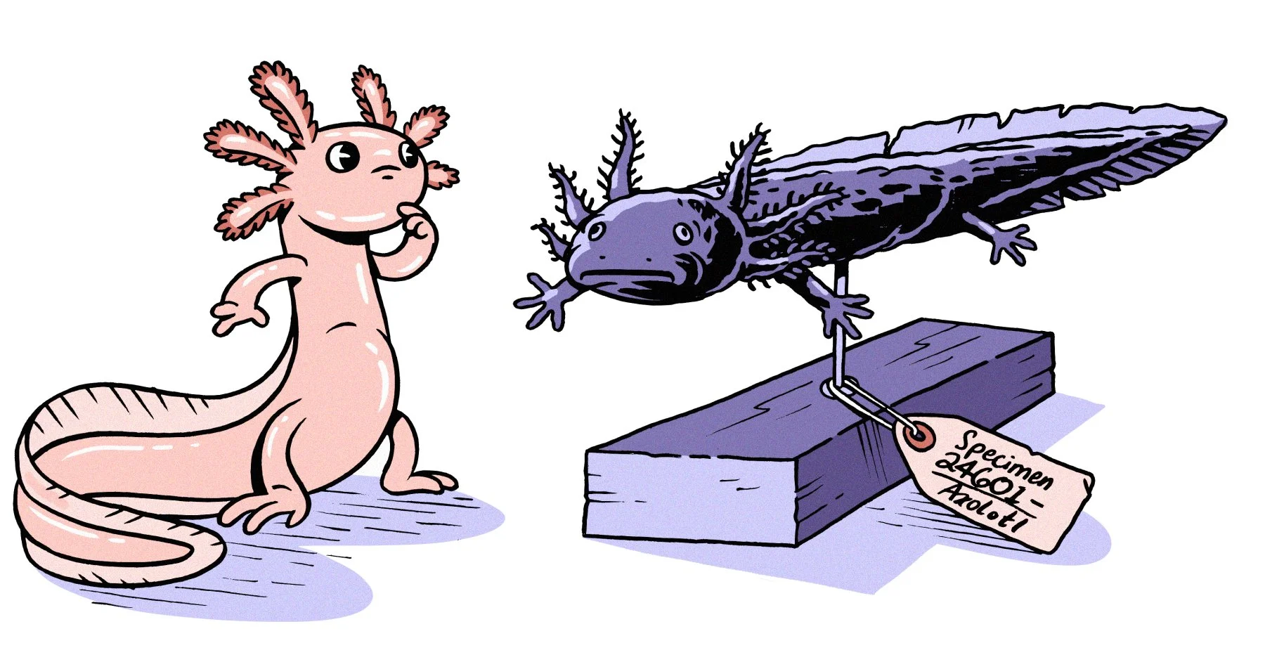 10. Axolotl.jpg
