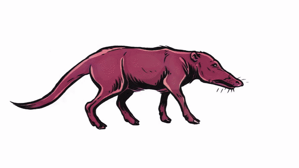 whale evolution timelapse animation