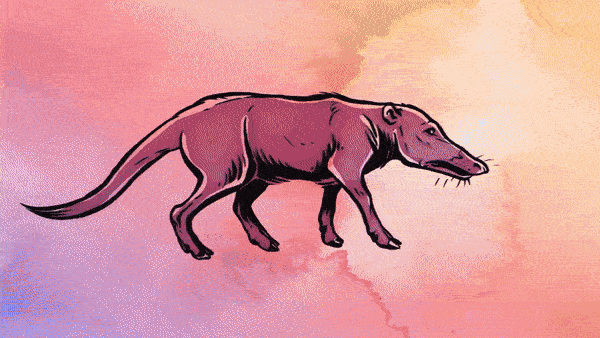 Whalevolution gif (new).gif