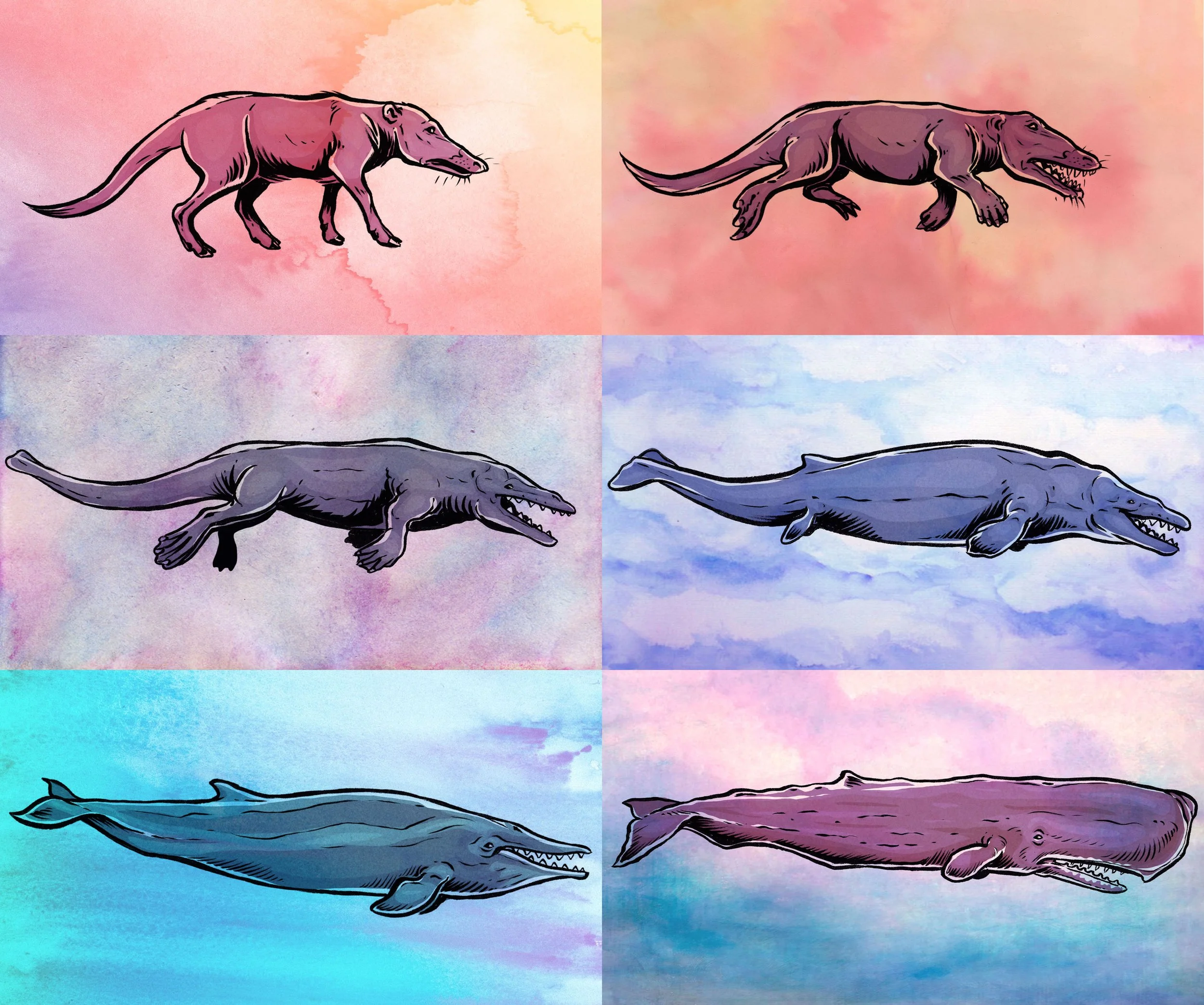 whale evolution illustration