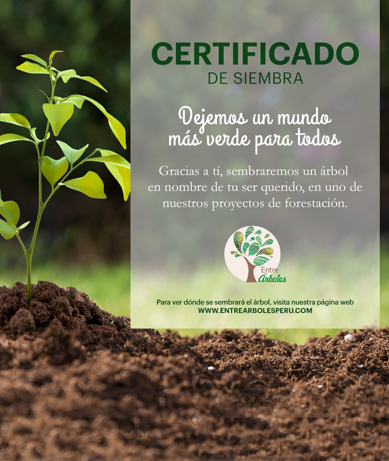 certificado.png