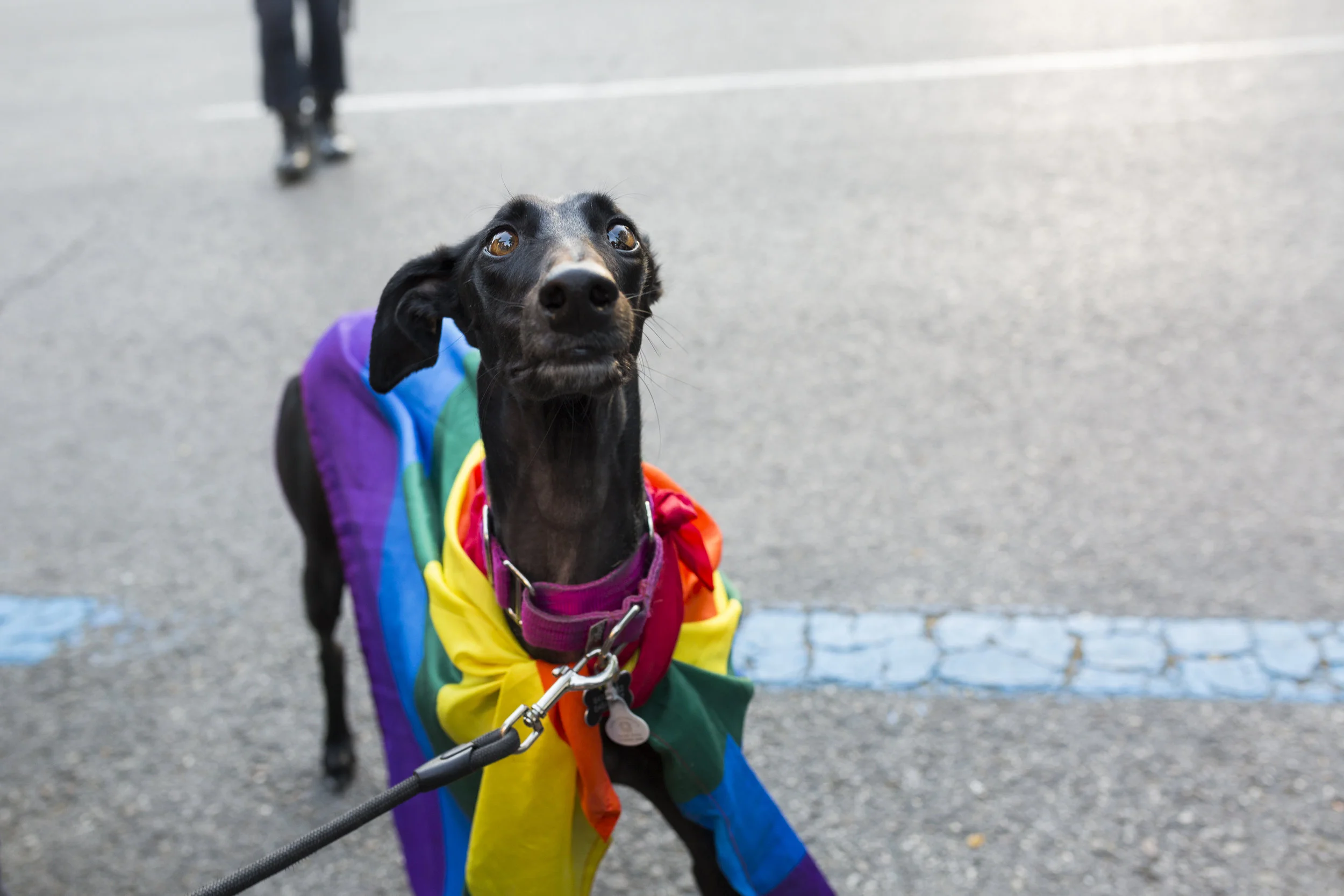 Demonstration against homophobia in Madrid