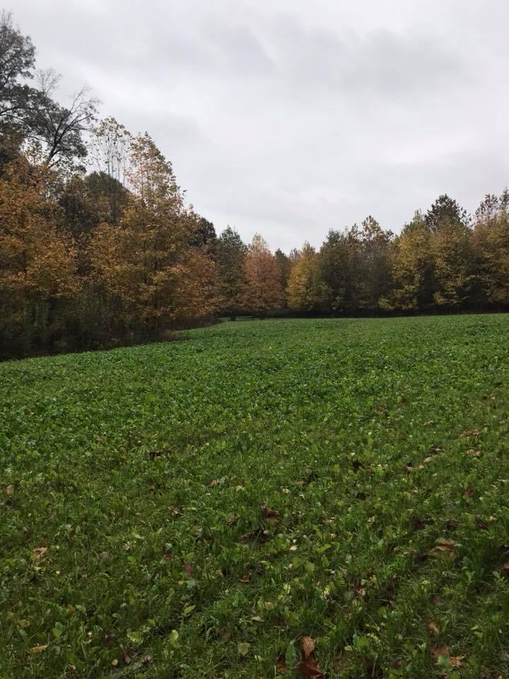 Food plot 1.jpg