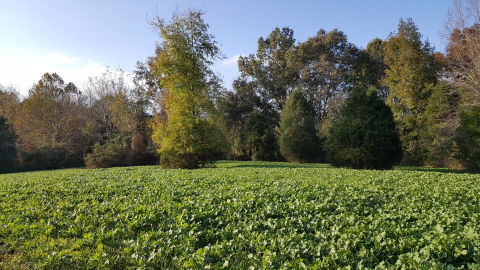 Food plot 4.jpg