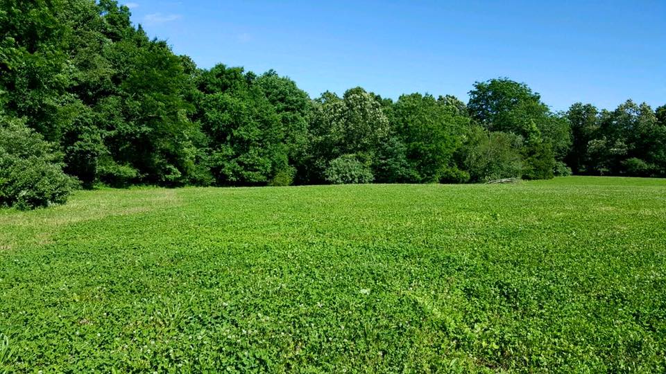 Food plot 6.jpg