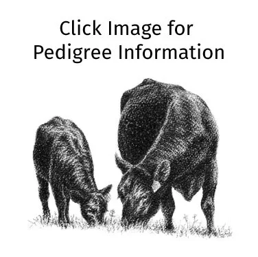Mogck Erica 1501 + Bull Calf  