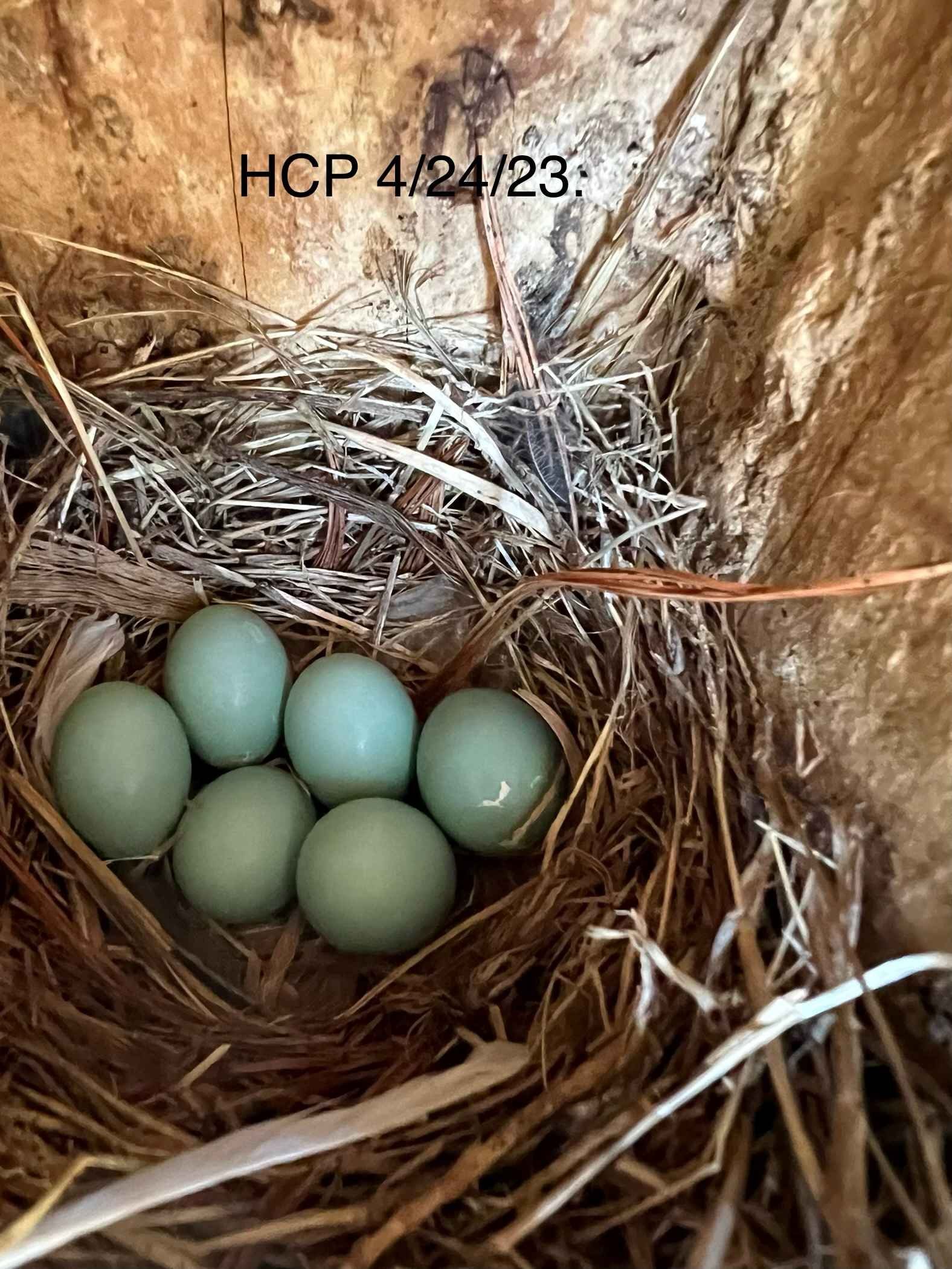 bluebird eggs.jpg