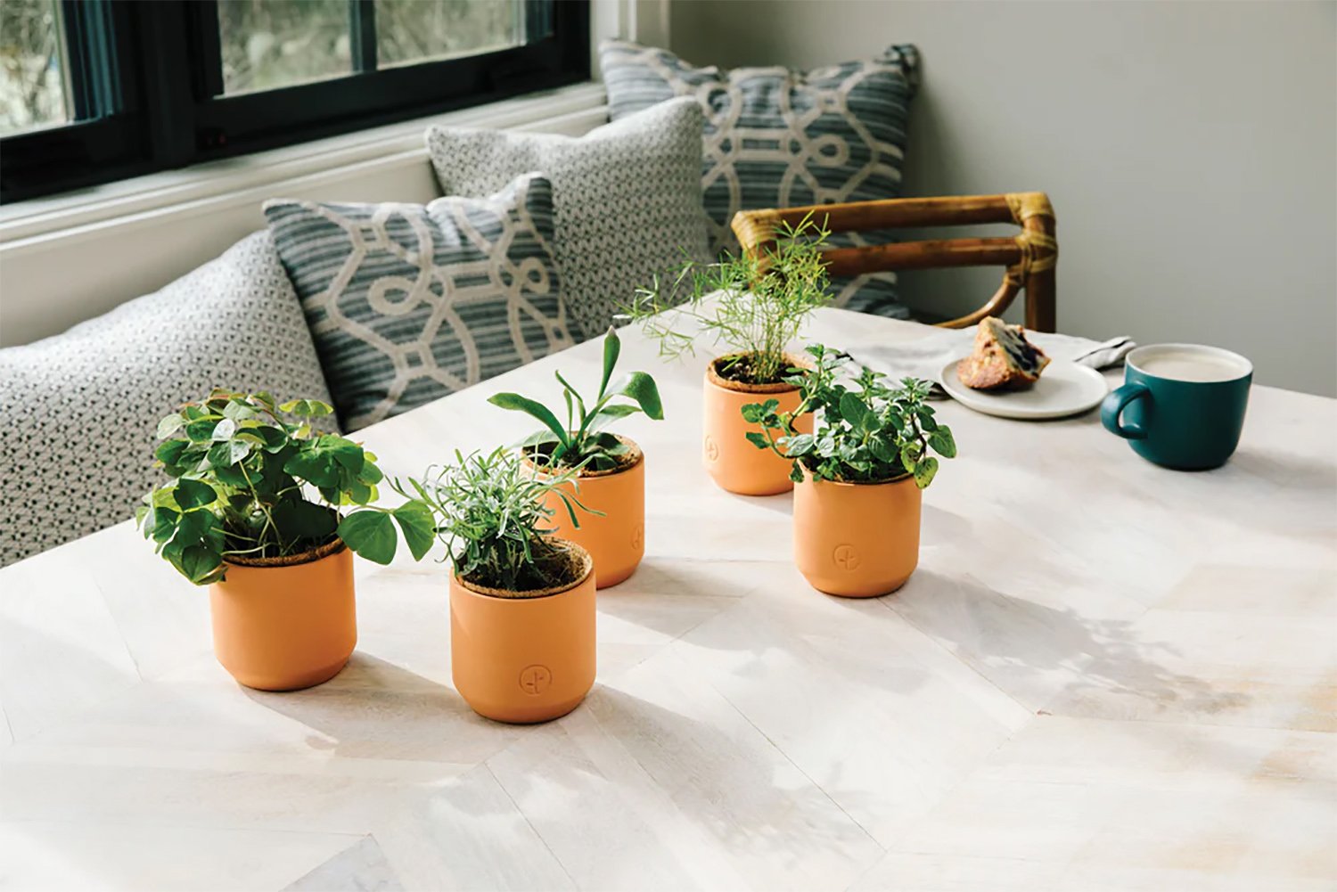 Good Gift Delivered — Champagne Poppies