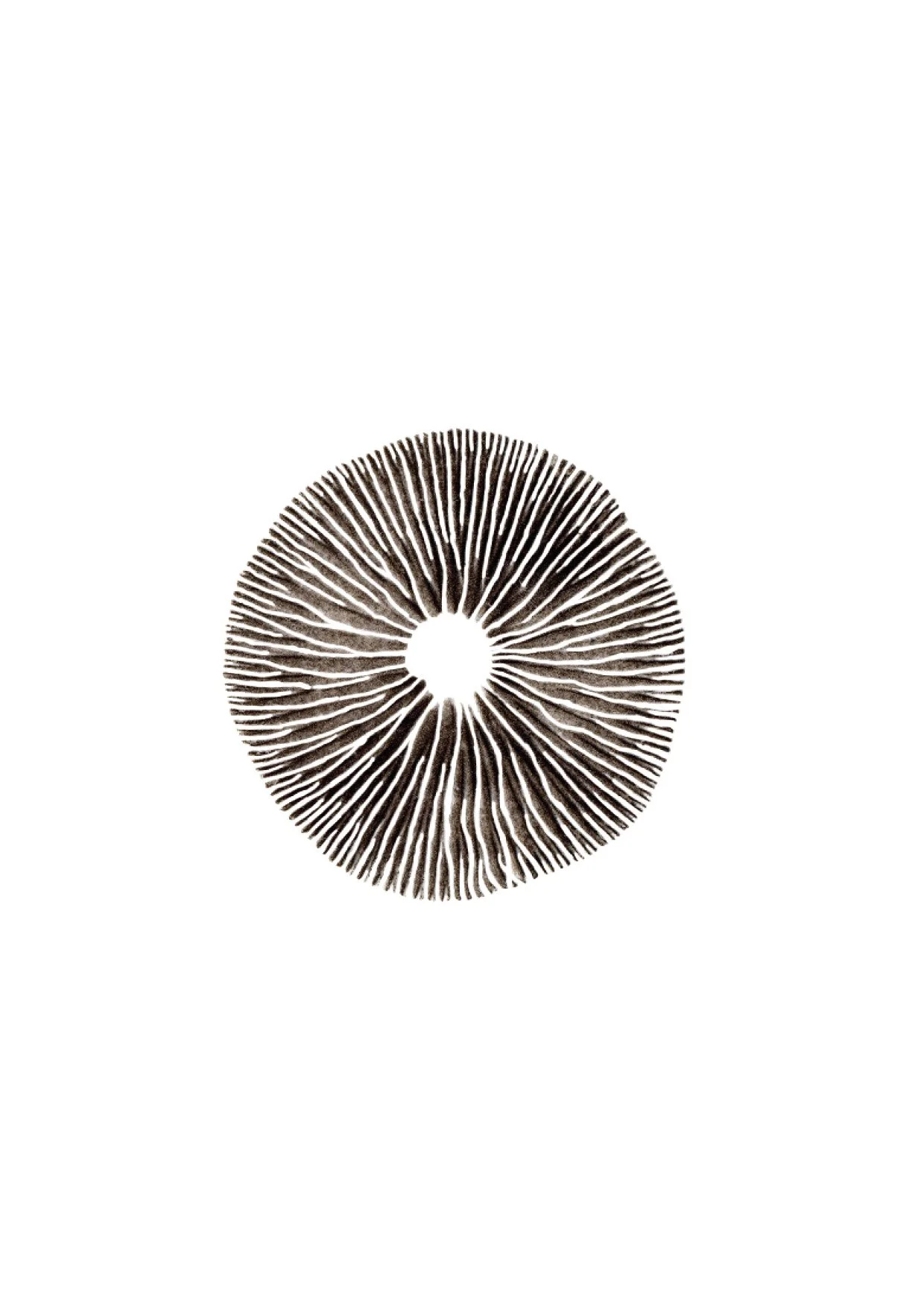 After Nature_A6_60.jpg