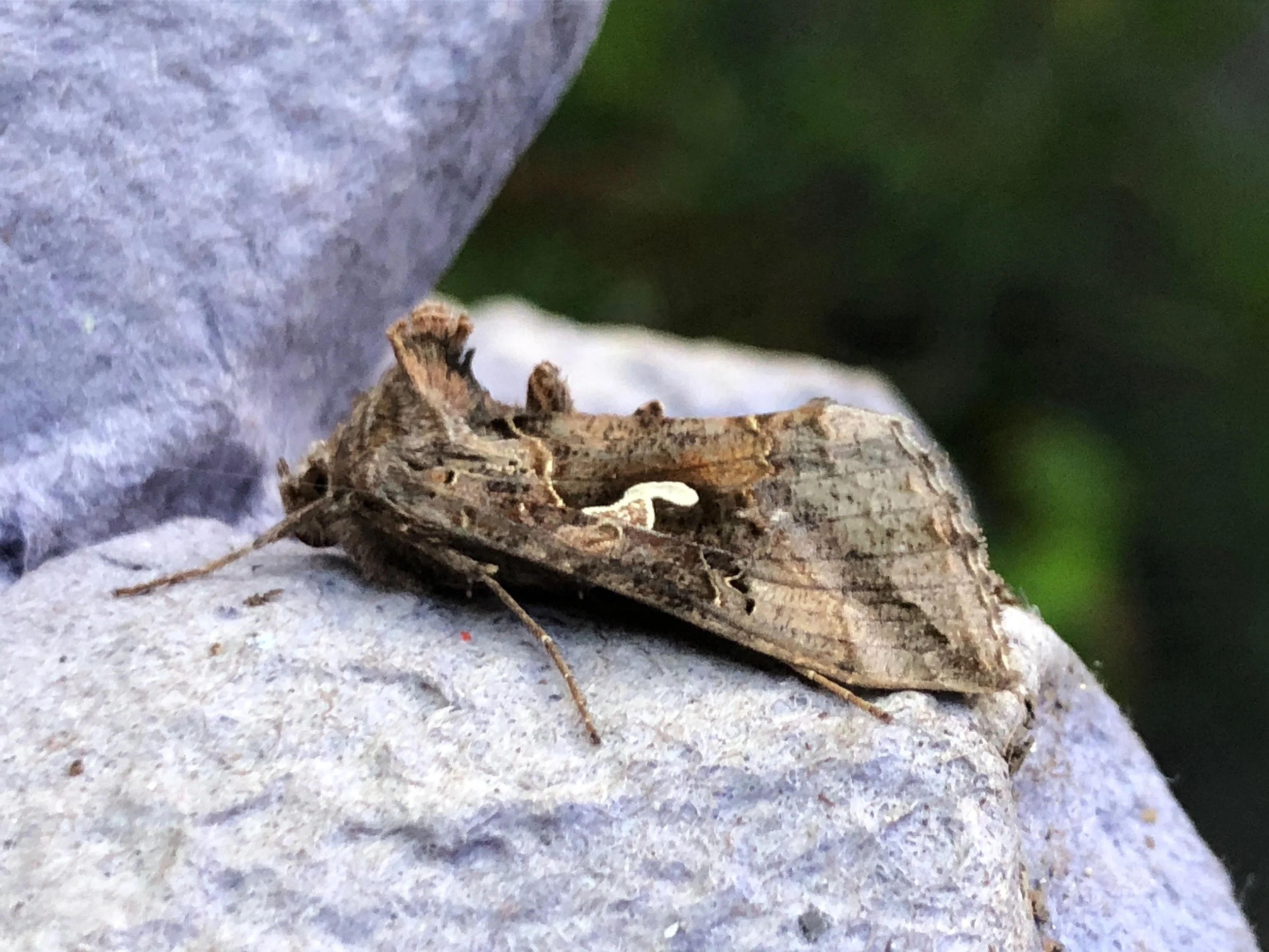 A Keystone Species Event: Multispecies Urban Nature Walk - Trees and Moths