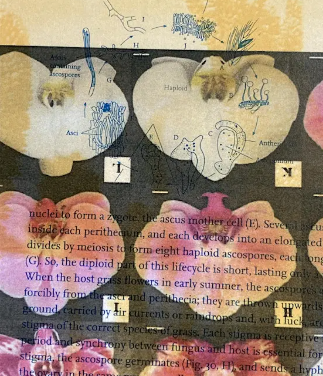 KEYSTONE SPECIES - collective research and zine making workshop - session 2