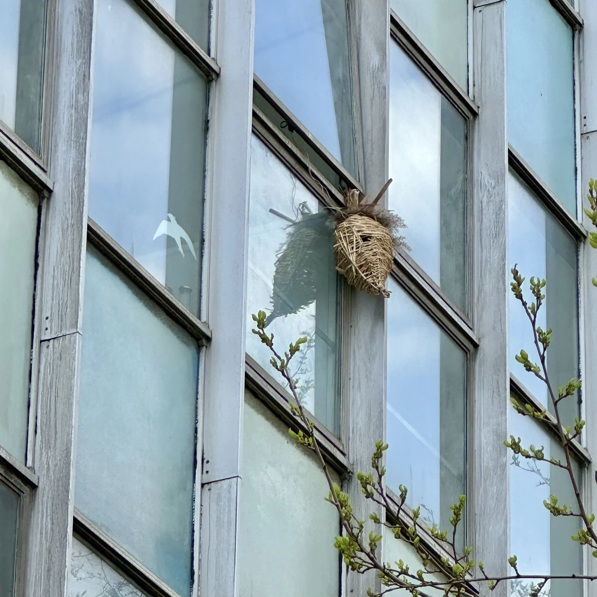 Jane Scobie_willow bird box ext_Skybar_Proposition BG ext.jpg