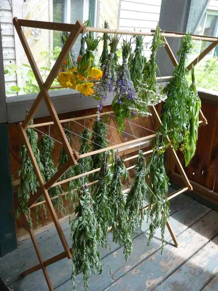 Les Plantes Aromatiques Les Terres D Ici